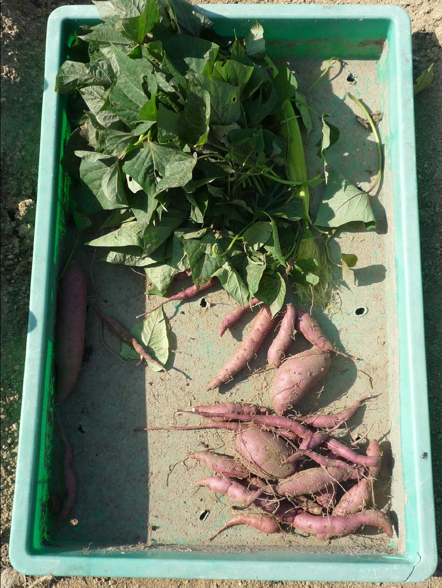 20101205 The Organic Farm24